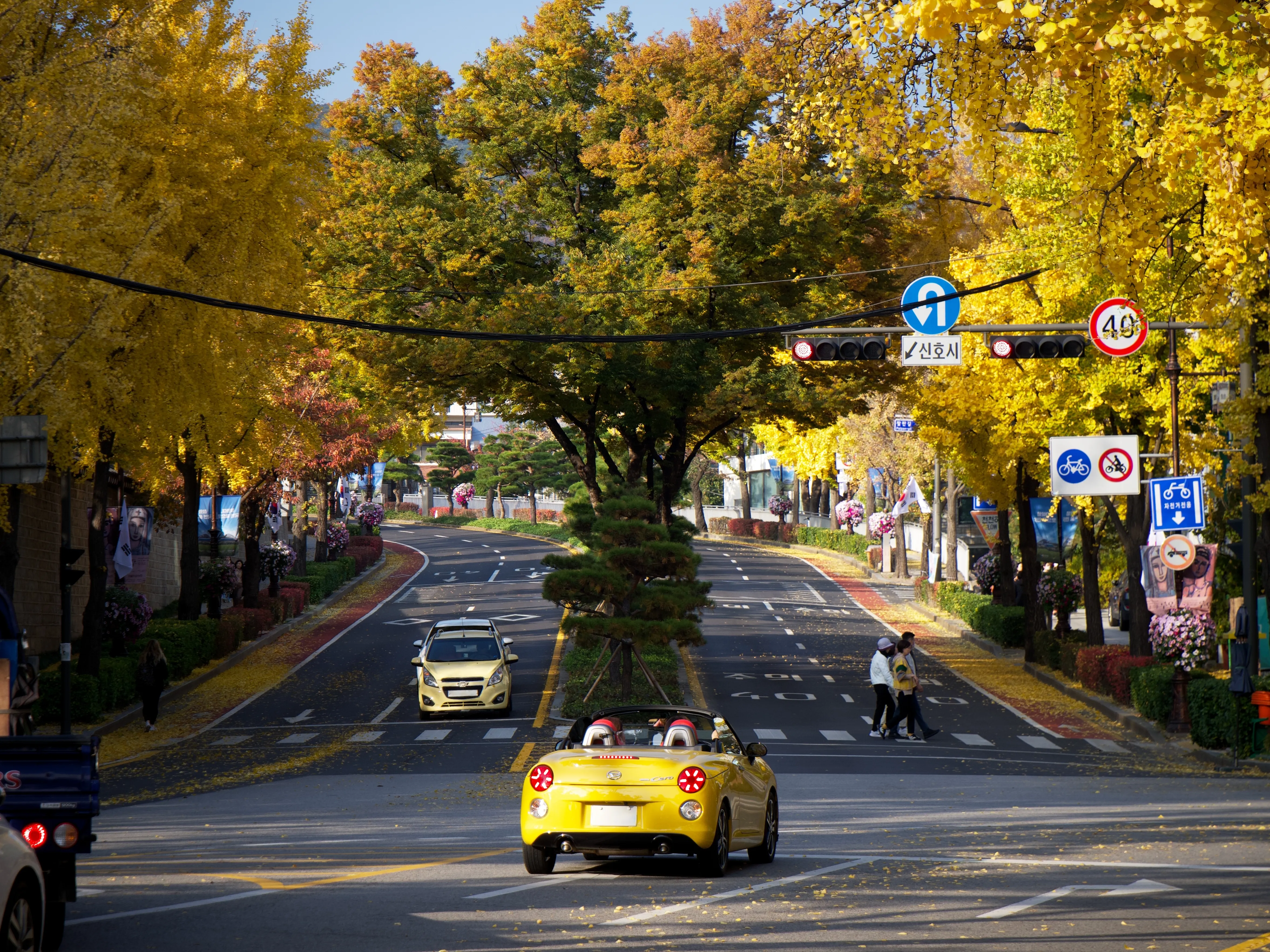 Autumn Foliage - Picture 6